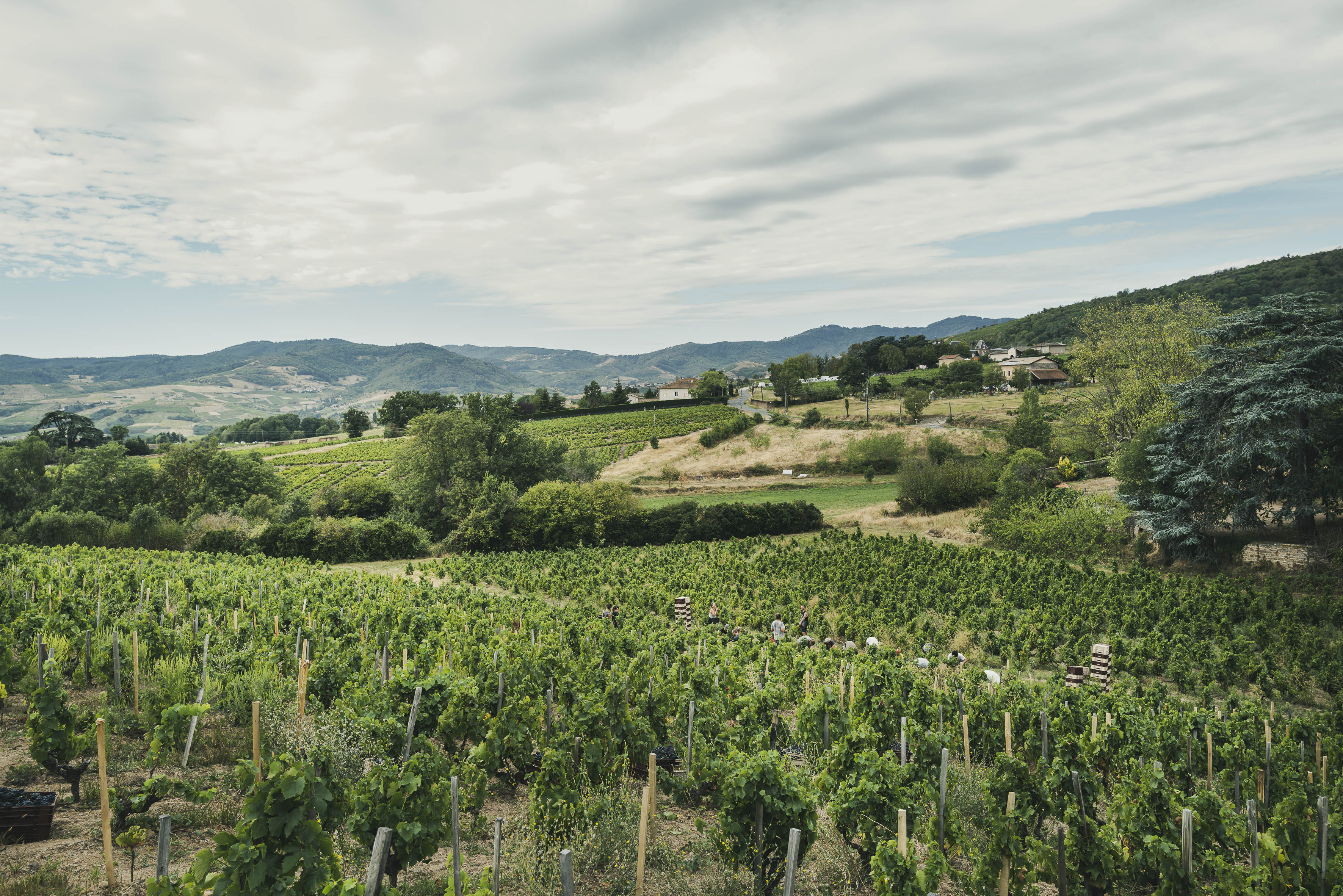 Le Beaujolais