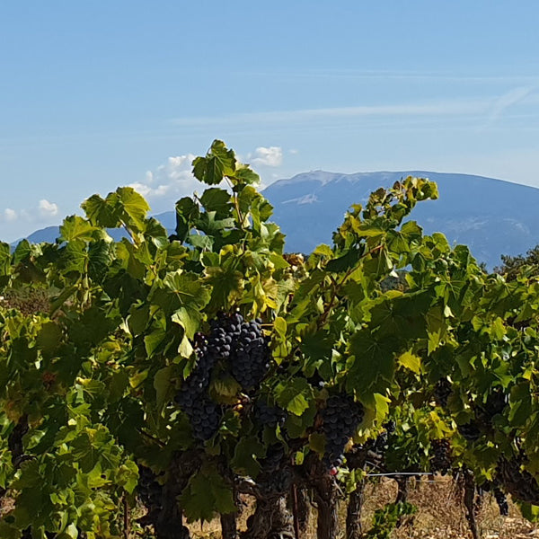 Ingrid Nueil - Domaine Purviti