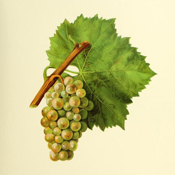 Le cépage Pinot Blanc