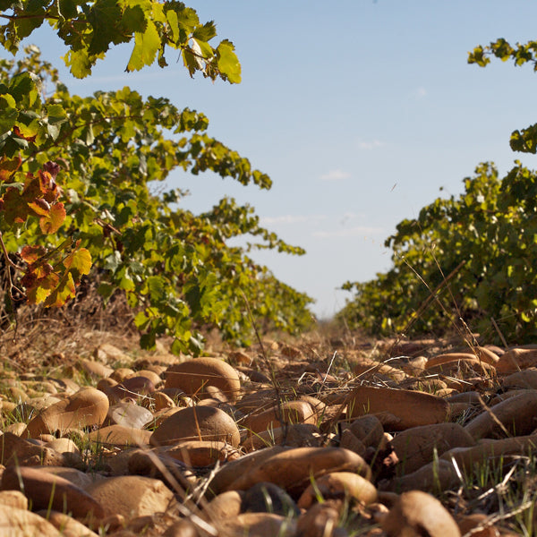 Marine Roussel - Domaine Du Joncier