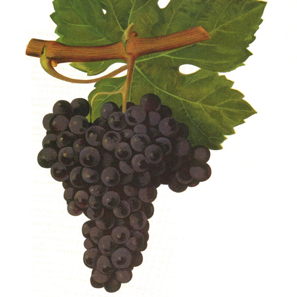 Spécial Cabernet Franc