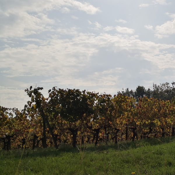 C’est quoi le vin nature ?
