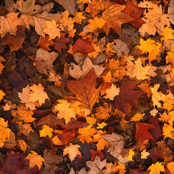 Spécial vins d'automne