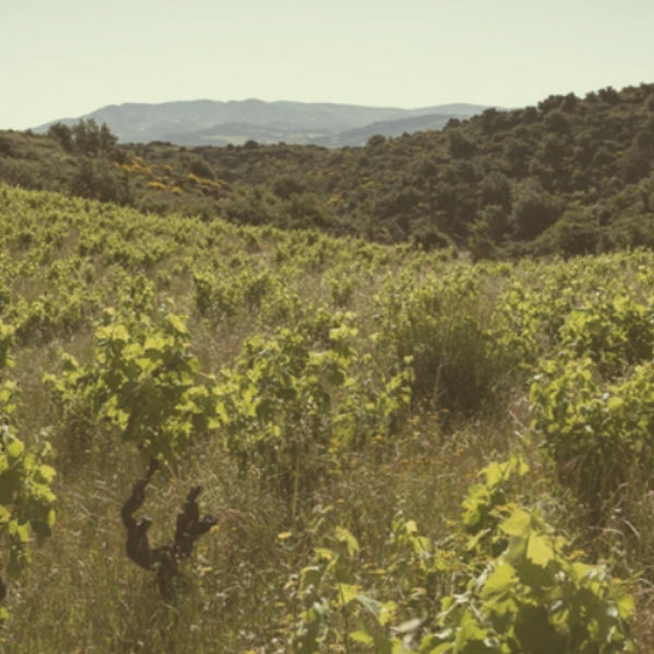 Spécial Roussillon !