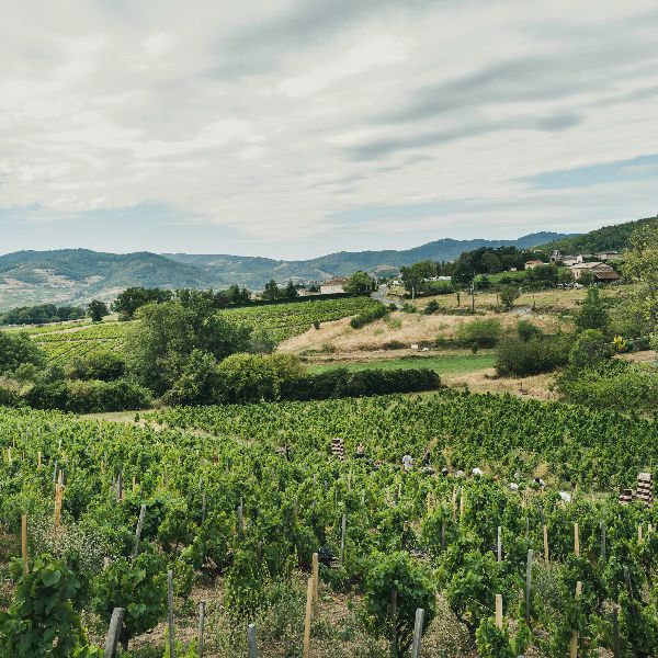 Le Beaujolais nouveau arrive