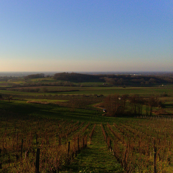 Des vins du Jura chez B.B.N