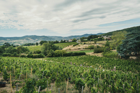 Le Beaujolais