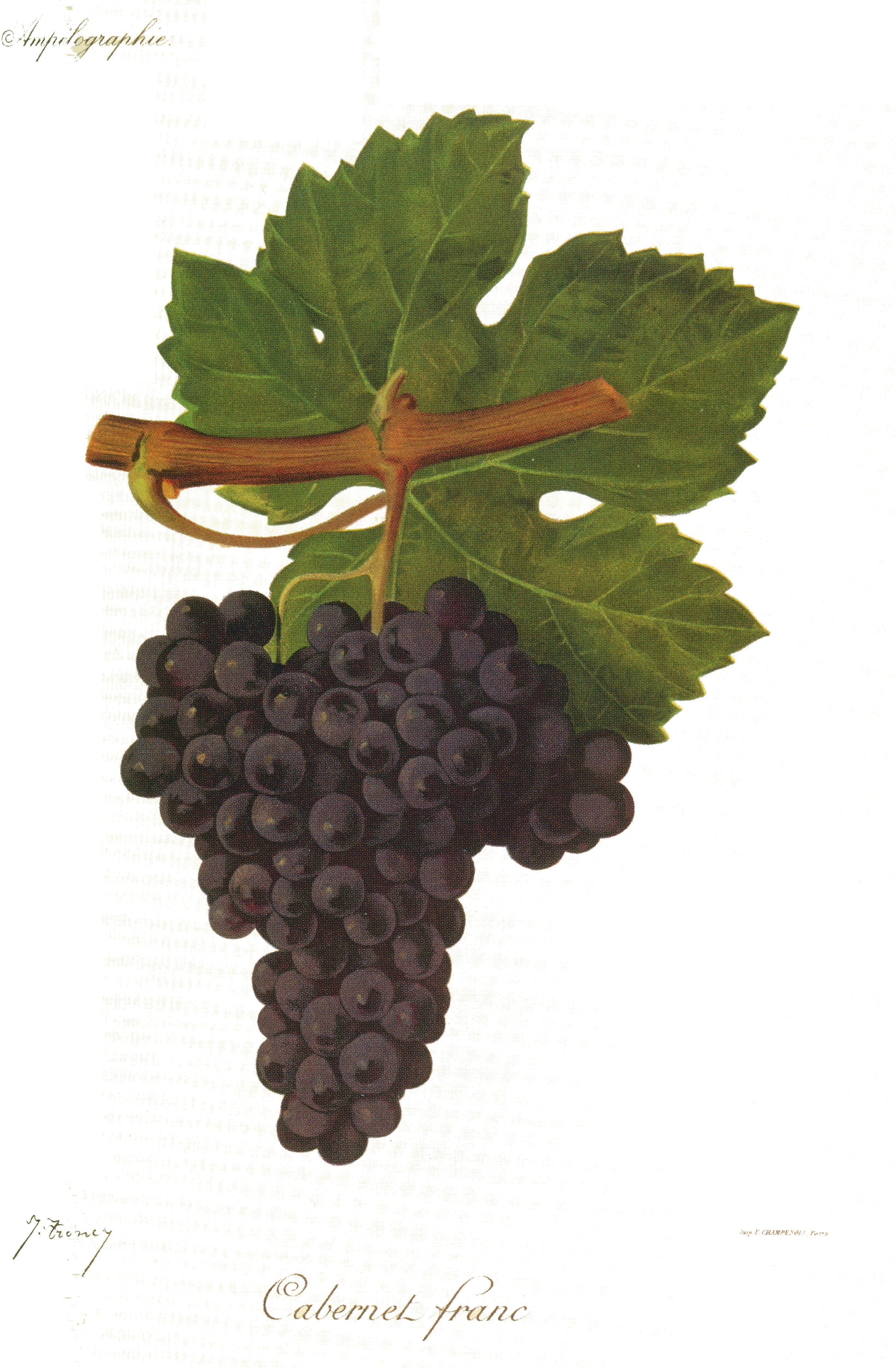 Le cépage Cabernet Franc
