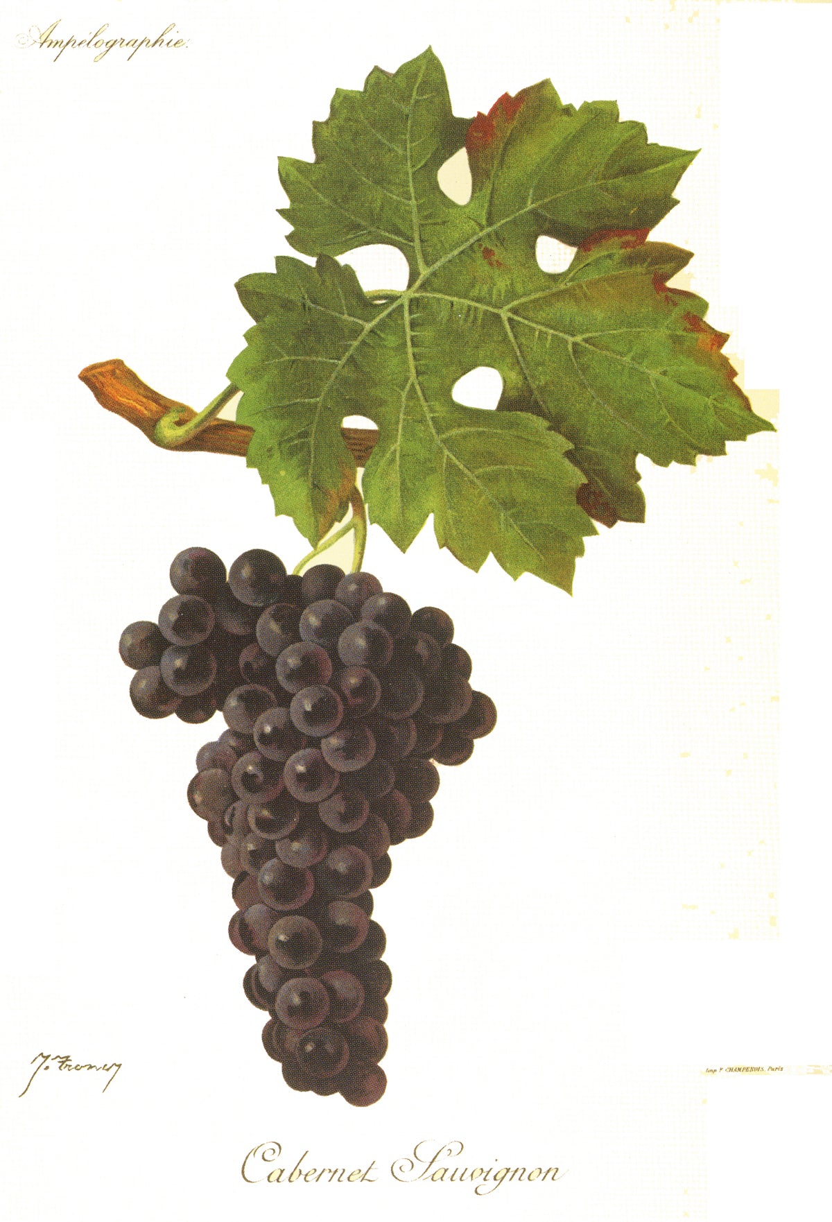 Le cépage Cabernet Sauvignon