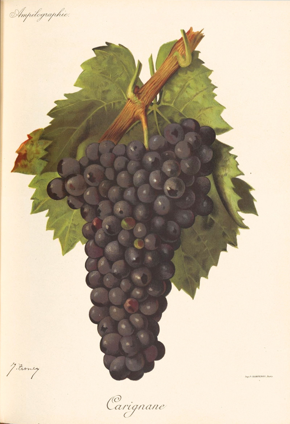 Le cépage Carignan