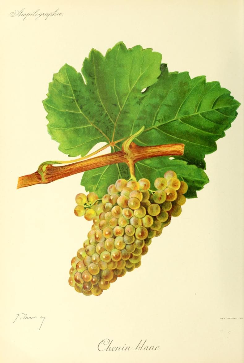 Le cépage Chenin