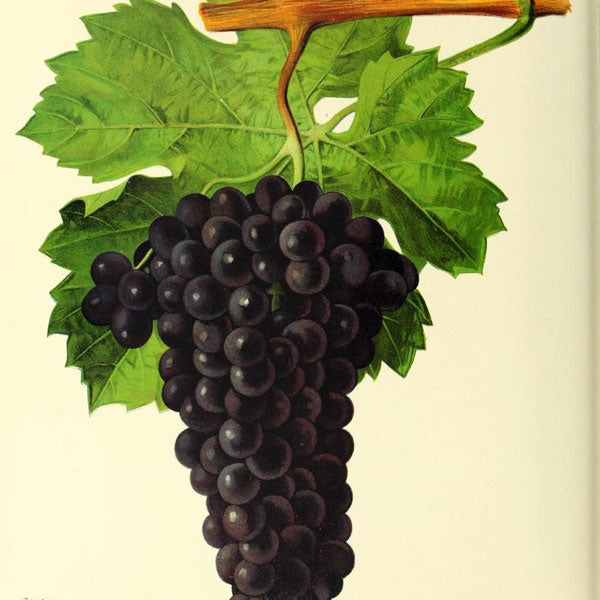 Le cépage Pineau d'Aunis