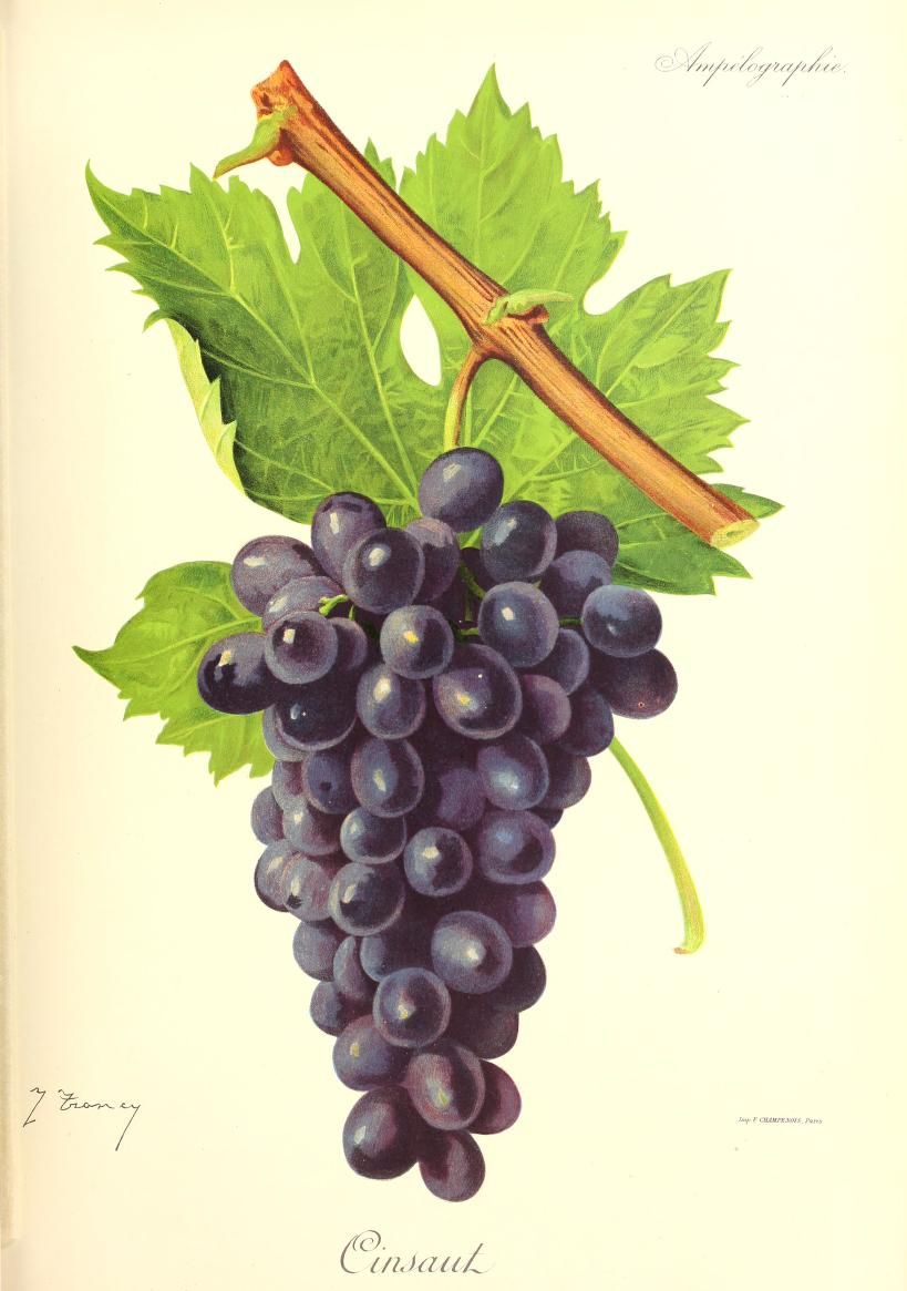 Le cépage Cinsault