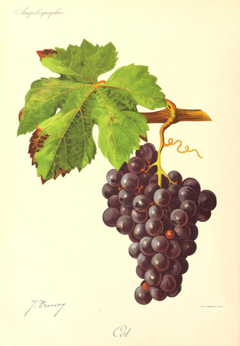 cépages caractéristiques malbec bio biodynamie nature B.B.N