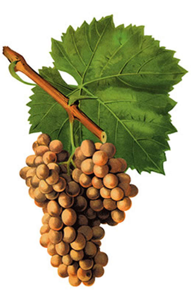 Le cépage Grenache Blanc