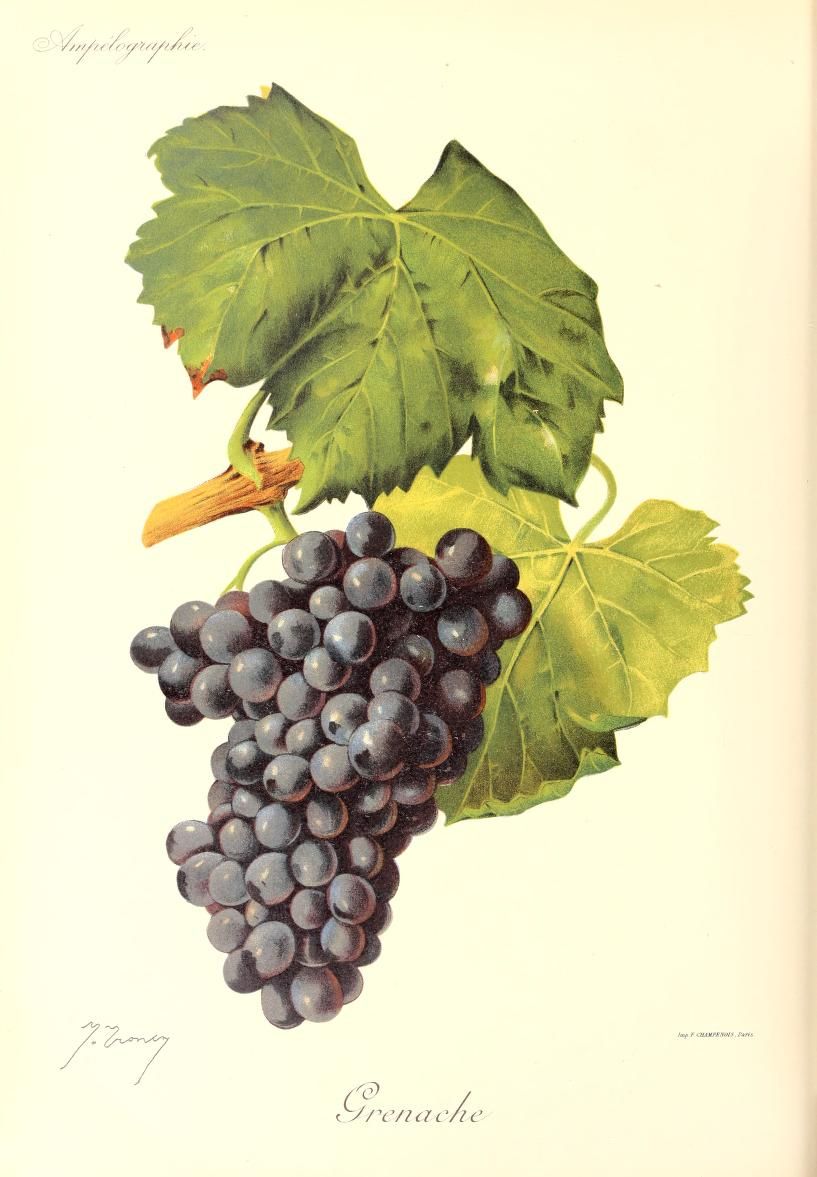 Le cépage Grenache Noir