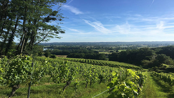 Christophe Pueyo - Vignobles Pueyo