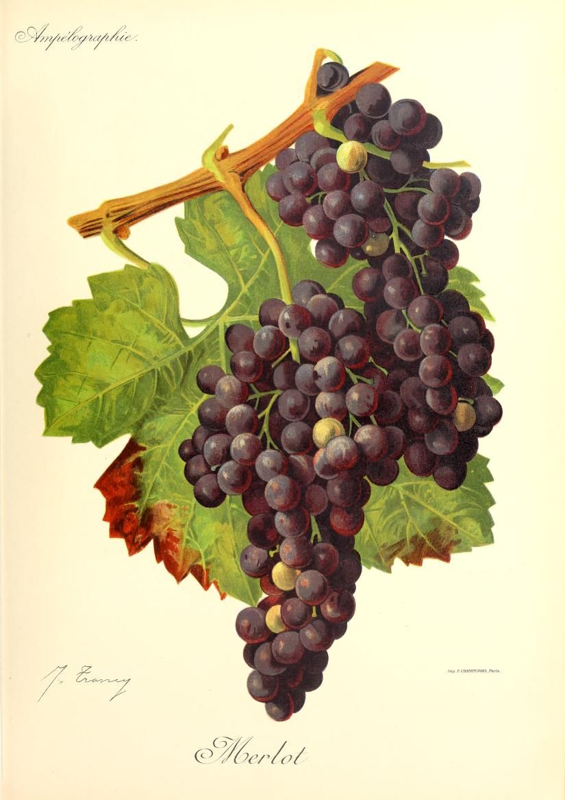le cépage Merlot