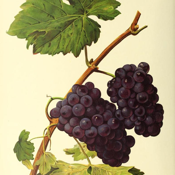 Le cépage Pinot Meunier