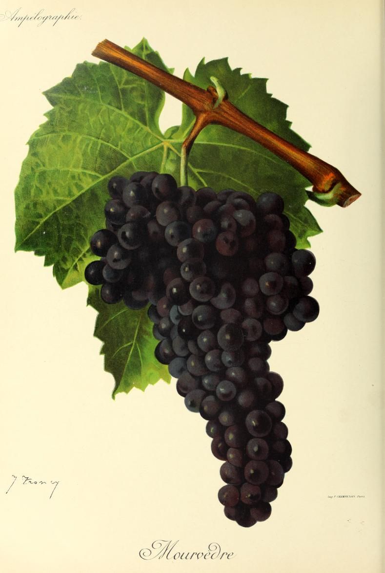 Le cépage Mourvèdre