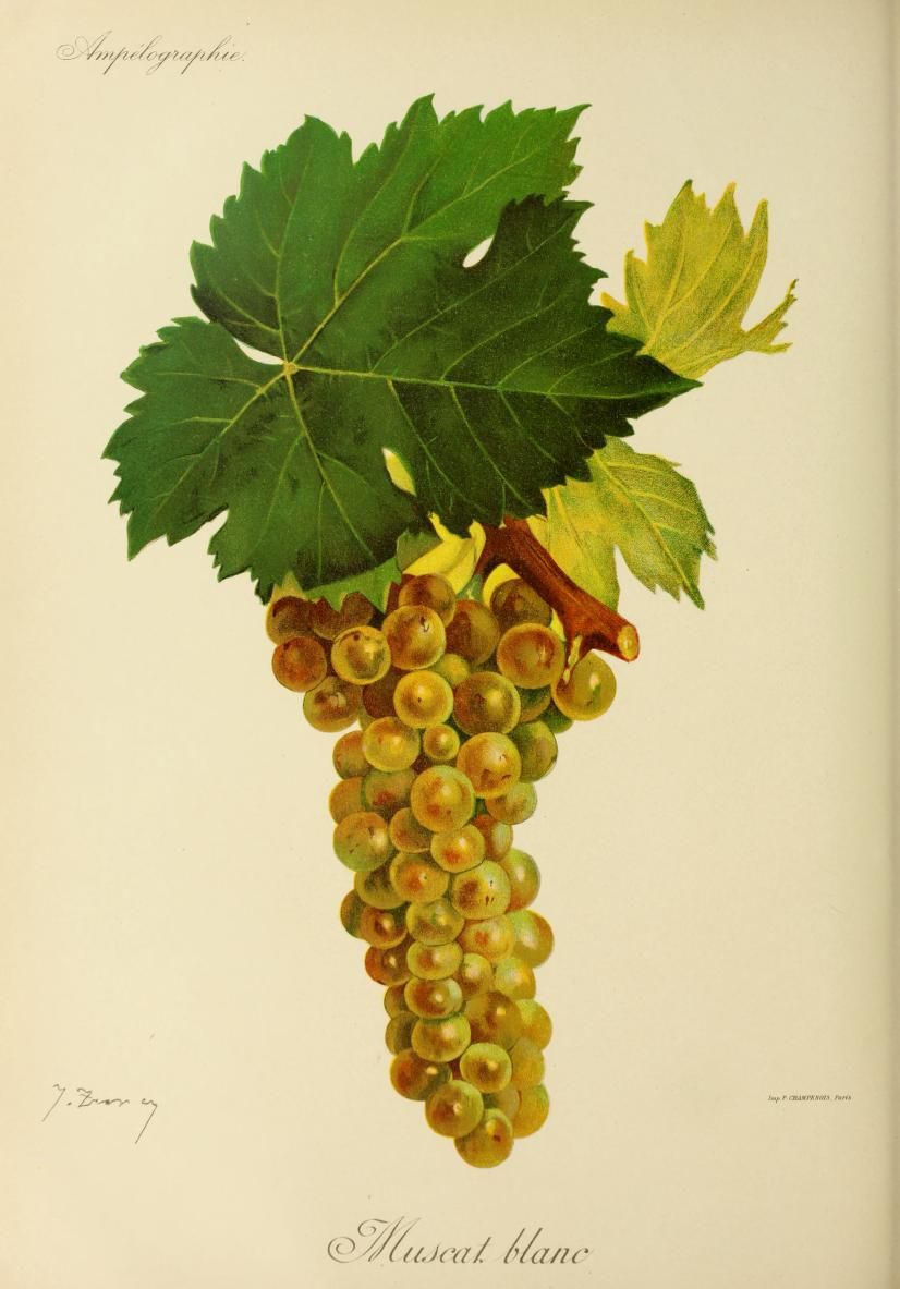 Le cépage Muscat blanc