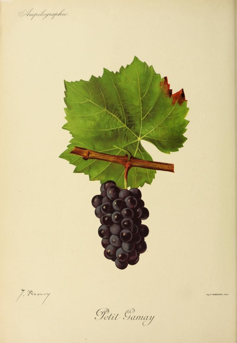 Le cépage Gamay