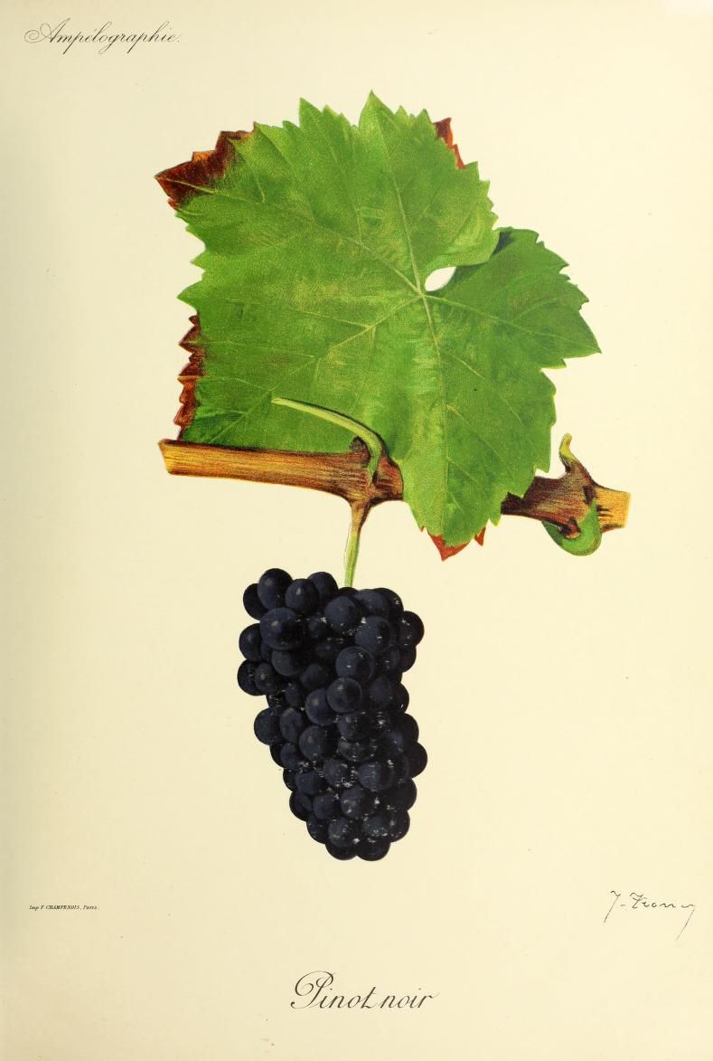 Le cépage Pinot Noir
