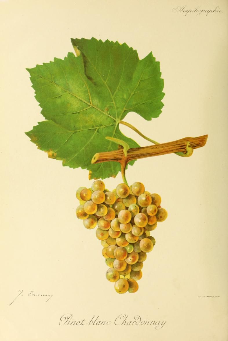 Le cépage Chardonnay