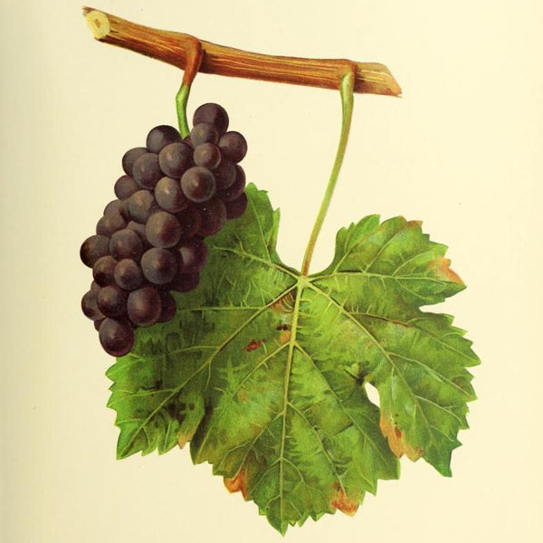 Le cépage Pinot Gris