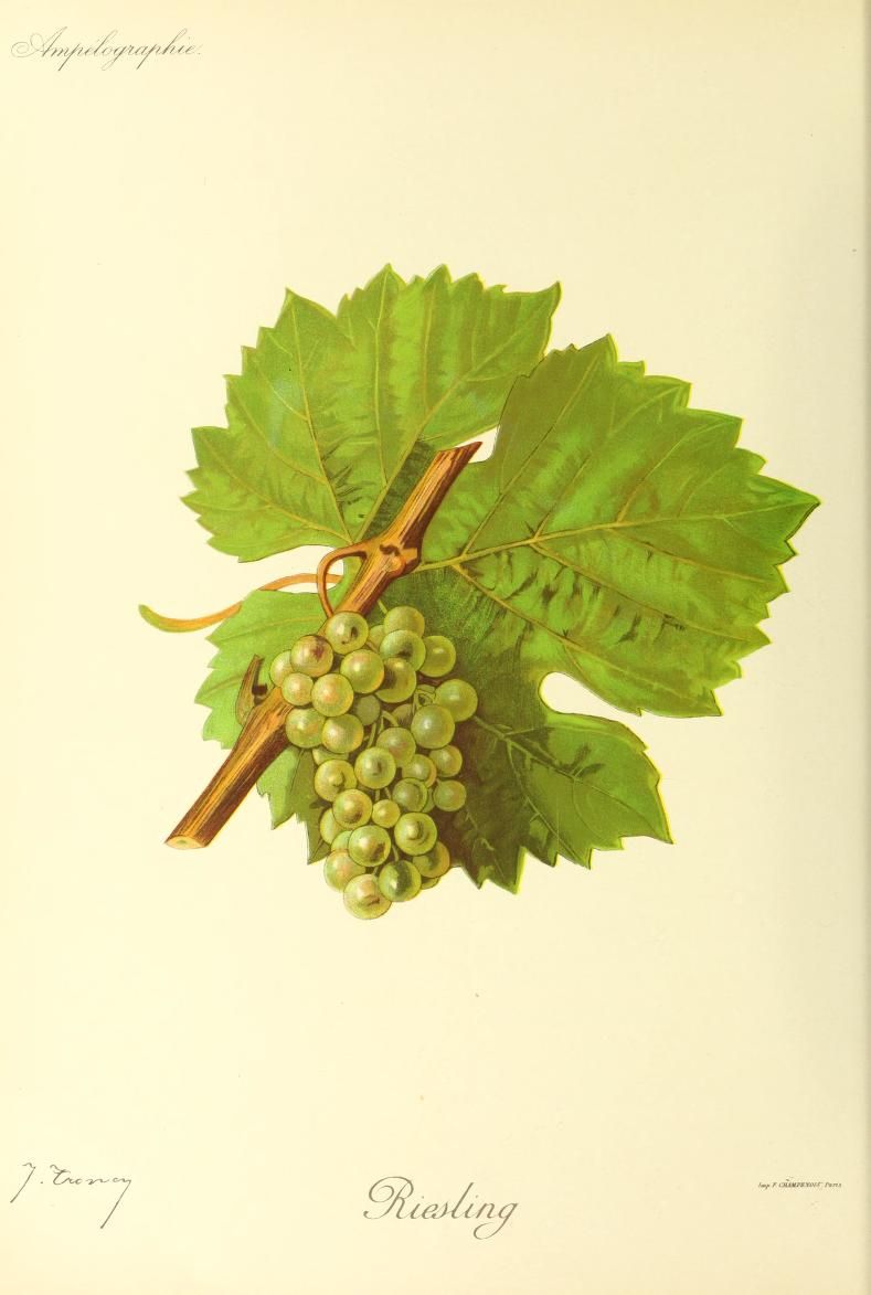 Le cépage Riesling