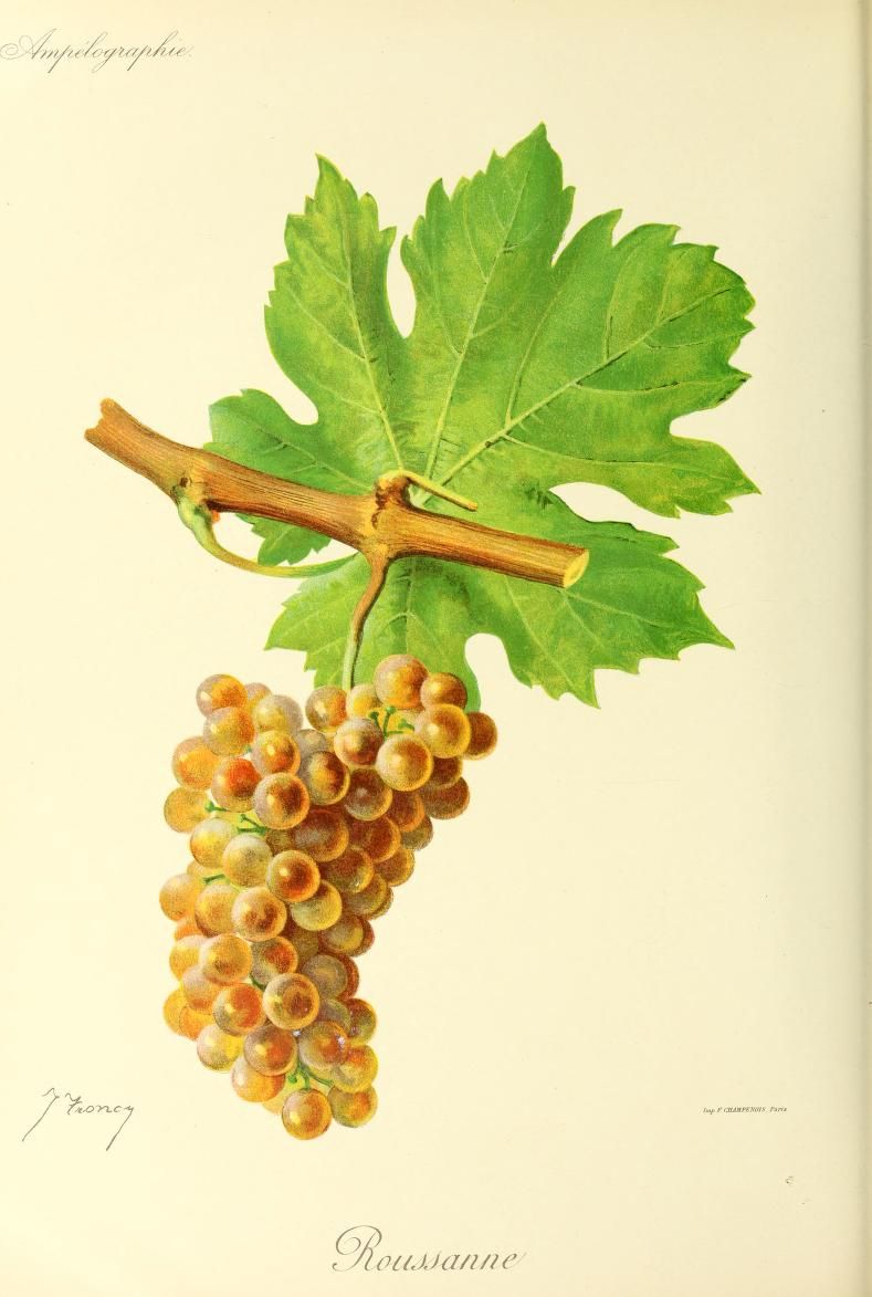 Le cépage Roussanne