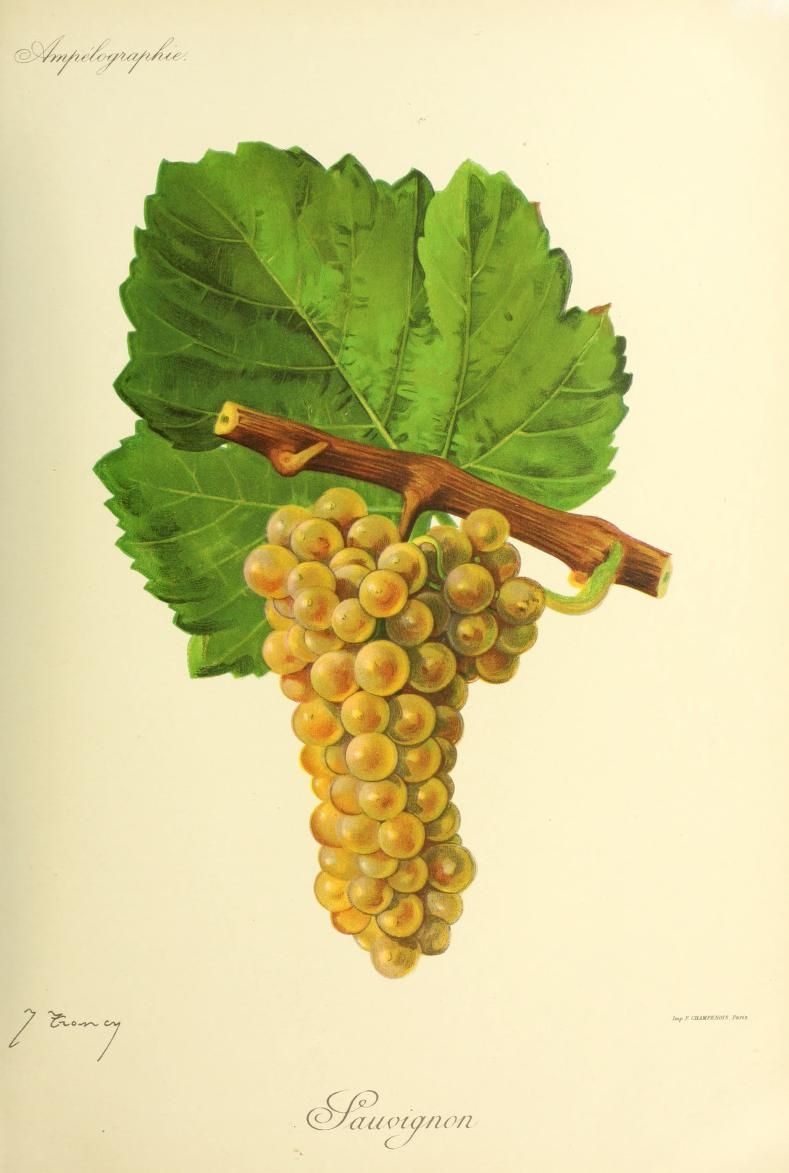 Le cépage Sauvignon