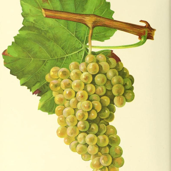 Le cépage Sémillon
