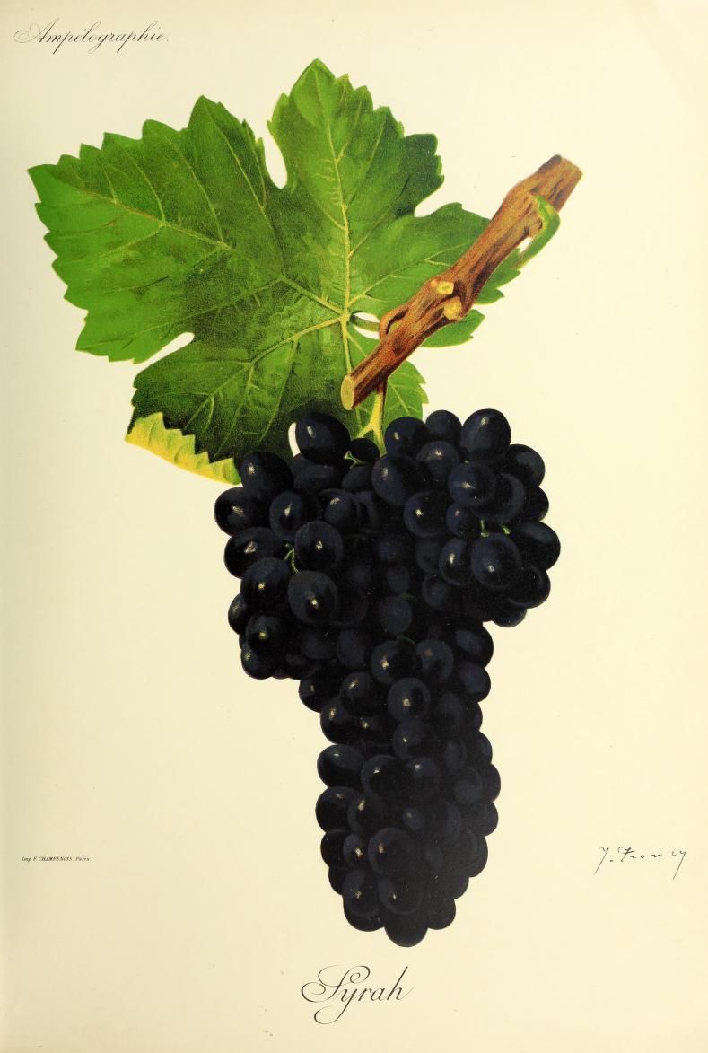 Le cépage Syrah