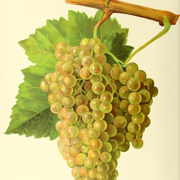 Le cépage Ugni Blanc