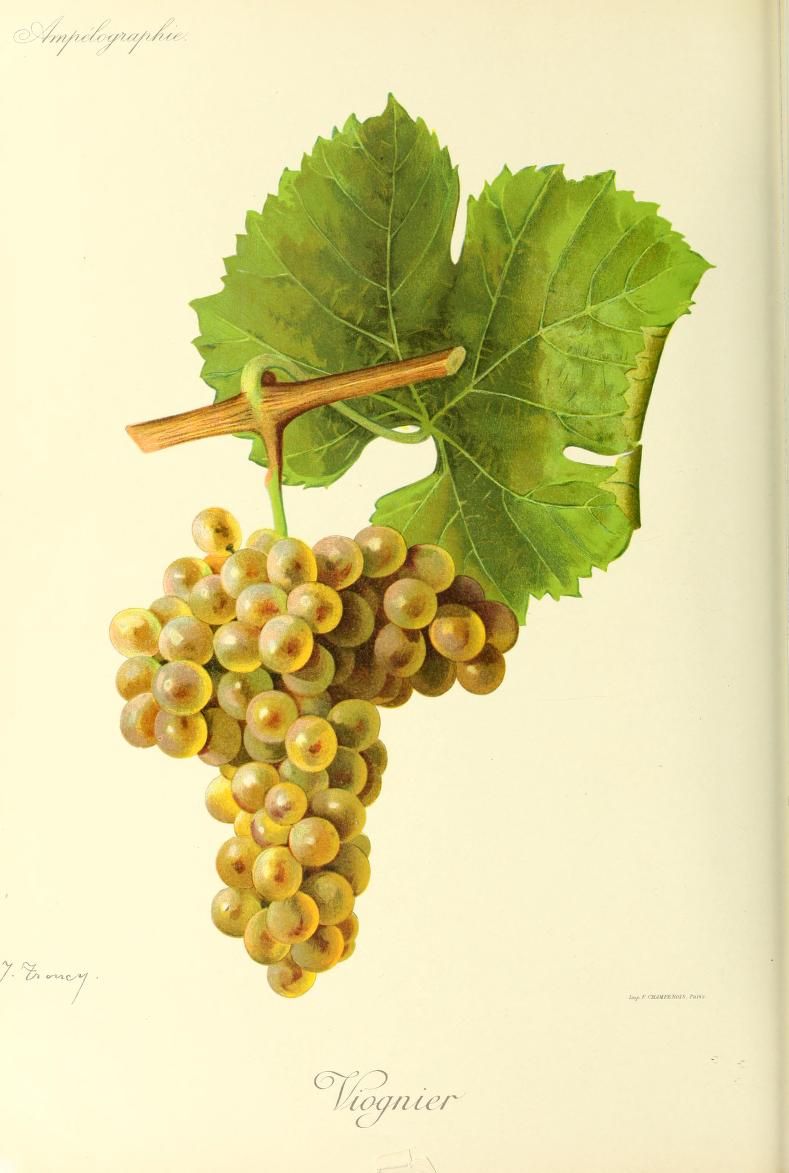 Le cépage Viognier