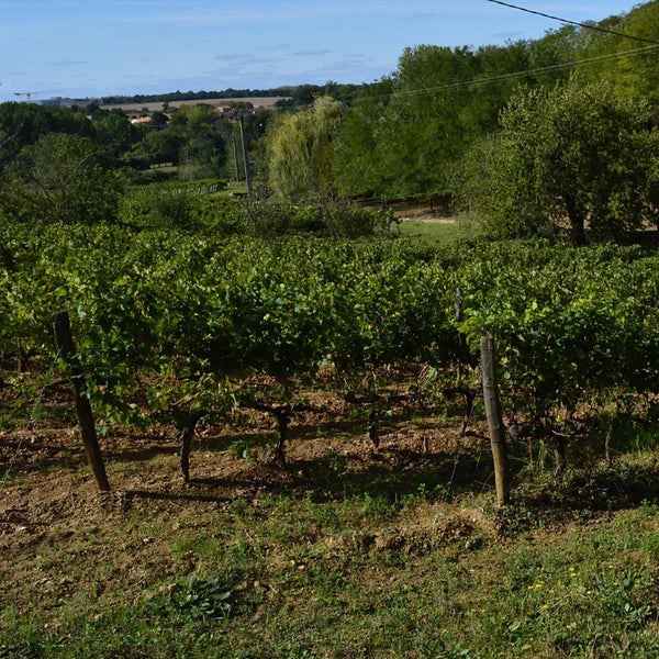 Nicolas Reau - Clos des Treilles
