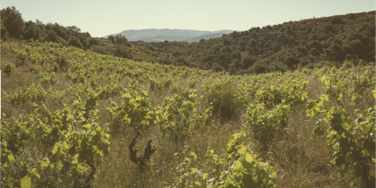 Spécial Roussillon
