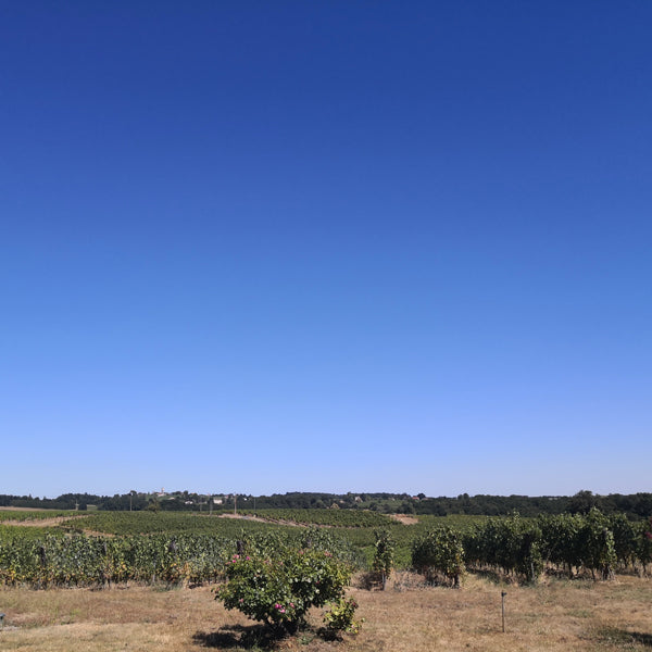 Vincent Alexis - Château Barouillet