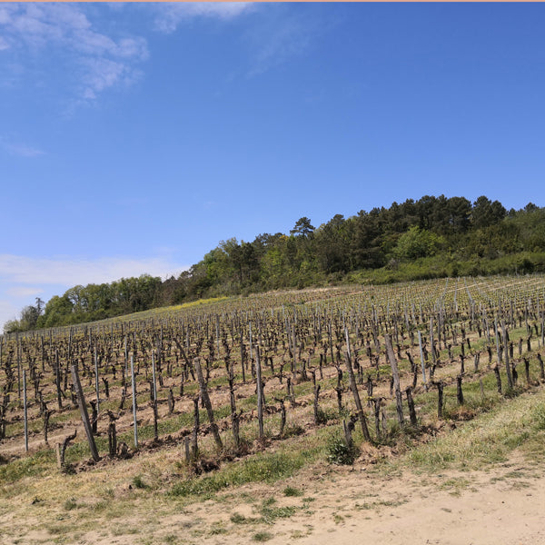 Alain Tourenne - Château Beynat