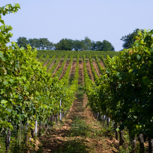 Vigneronnes !