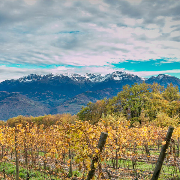 Les vins de montagne !