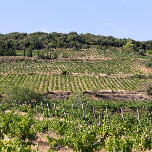 Le Languedoc
