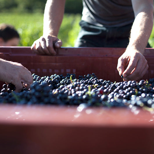Chénas Les petites pierres - Gandelins Julien Guillot / Clos des vignes du Maynes