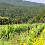 Campana Blanc - château beauregard-Mirouze