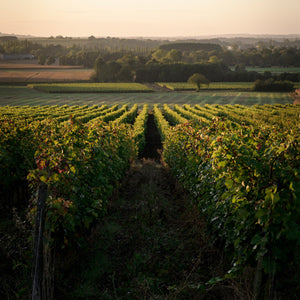 K’ Sa Tête Pineau d'Aunis - Manoir de la tête rouge