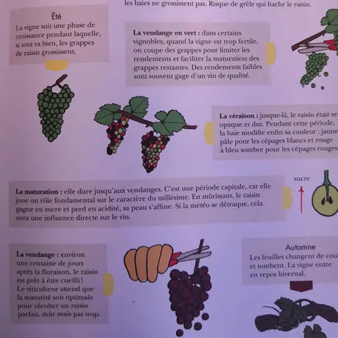 Le vin c'est pas sorcier Ophélie Neiman / Marabout