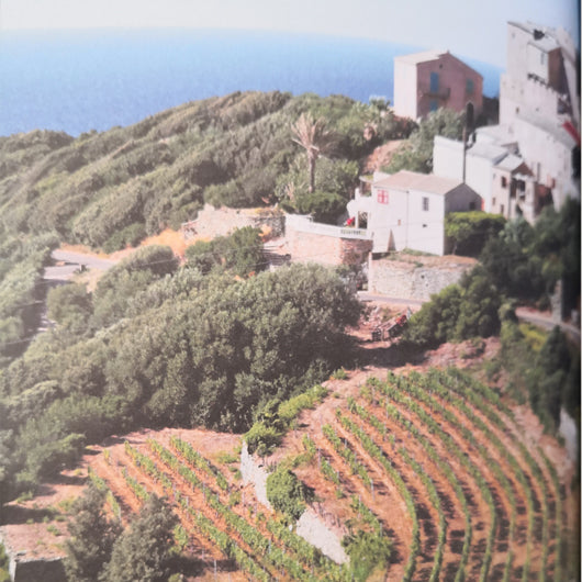 Flâner dans les vignes Audrey Baylac et Willy Kiezer / Plume de Carotte