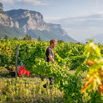 Tracteur Rouge thomas Finot / Domaine Finot