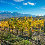 Tracteur Rouge thomas Finot / Domaine Finot